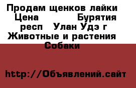 Продам щенков лайки › Цена ­ 4 000 - Бурятия респ., Улан-Удэ г. Животные и растения » Собаки   